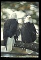10555-00059-Bald Eagles, Haliaeetus leucocephalus.jpg