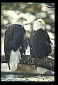 10555-00060-Bald Eagles, Haliaeetus leucocephalus.jpg