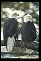 10555-00061-Bald Eagles, Haliaeetus leucocephalus.jpg