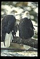 10555-00062-Bald Eagles, Haliaeetus leucocephalus.jpg
