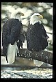 10555-00063-Bald Eagles, Haliaeetus leucocephalus.jpg