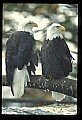 10555-00064-Bald Eagles, Haliaeetus leucocephalus.jpg