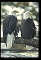 10555-00065-Bald Eagles, Haliaeetus leucocephalus.jpg