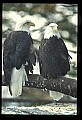 10555-00066-Bald Eagles, Haliaeetus leucocephalus.jpg