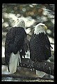 10555-00067-Bald Eagles, Haliaeetus leucocephalus.jpg