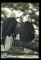 10555-00068-Bald Eagles, Haliaeetus leucocephalus.jpg