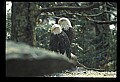10555-00070-Bald Eagles, Haliaeetus leucocephalus.jpg