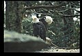 10555-00071-Bald Eagles, Haliaeetus leucocephalus.jpg