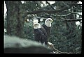 10555-00072-Bald Eagles, Haliaeetus leucocephalus.jpg