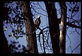 10555-00075-Bald Eagles, Haliaeetus leucocephalus.jpg