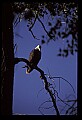 10555-00076-Bald Eagles, Haliaeetus leucocephalus.jpg