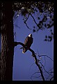10555-00077-Bald Eagles, Haliaeetus leucocephalus.jpg
