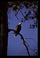 10555-00078-Bald Eagles, Haliaeetus leucocephalus.jpg