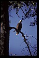 10555-00079-Bald Eagles, Haliaeetus leucocephalus.jpg
