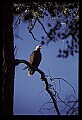 10555-00080-Bald Eagles, Haliaeetus leucocephalus.jpg