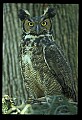 10565-00002-Great Horned Owl, Bubo virginianus.jpg