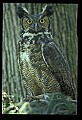 10565-00003-Great Horned Owl, Bubo virginianus.jpg