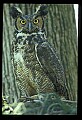10565-00004-Great Horned Owl, Bubo virginianus.jpg