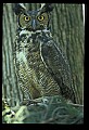 10565-00005-Great Horned Owl, Bubo virginianus.jpg