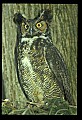 10565-00006-Great Horned Owl, Bubo virginianus.jpg