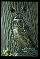 10565-00007-Great Horned Owl, Bubo virginianus.jpg