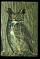 10565-00008-Great Horned Owl, Bubo virginianus.jpg