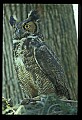 10565-00009-Great Horned Owl, Bubo virginianus.jpg