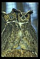 10565-00010-Great Horned Owl, Bubo virginianus.jpg