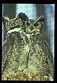 10565-00011-Great Horned Owl, Bubo virginianus.jpg