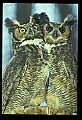 10565-00012-Great Horned Owl, Bubo virginianus.jpg