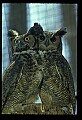 10565-00014-Great Horned Owl, Bubo virginianus.jpg