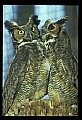 10565-00015-Great Horned Owl, Bubo virginianus.jpg