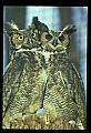 10565-00016-Great Horned Owl, Bubo virginianus.jpg
