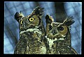 10565-00017-Great Horned Owl, Bubo virginianus.jpg