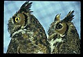 10565-00019-Great Horned Owl, Bubo virginianus.jpg