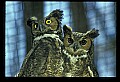 10565-00020-Great Horned Owl, Bubo virginianus.jpg