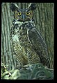 10565-00022-Great Horned Owl, Bubo virginianus.jpg