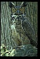 10565-00023-Great Horned Owl, Bubo virginianus.jpg