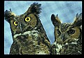 10565-00025-Great Horned Owl, Bubo virginianus.jpg