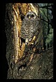 10566-00001-Barred Owl, Strix varia.jpg