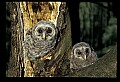 10566-00002-Barred Owl, Strix varia.jpg