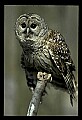 10566-00003-Barred Owl, Strix varia.jpg