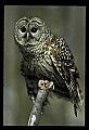 10566-00005-Barred Owl, Strix varia.jpg