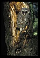 10566-00006-Barred Owl, Strix varia.jpg