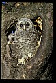 10566-00007-Barred Owl, Strix varia.jpg