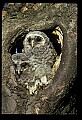 10566-00008-Barred Owl, Strix varia.jpg