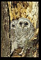 10566-00009-Barred Owl, Strix varia.jpg