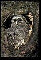 10566-00010-Barred Owl, Strix varia.jpg