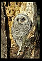 10566-00011-Barred Owl, Strix varia.jpg