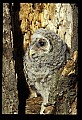 10566-00012-Barred Owl, Strix varia.jpg